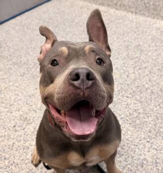 Pit Bull Terrier and American Staffordshire Terrier Dogs Available for Adoption in Golden, Colorado - Royal | PetCurious