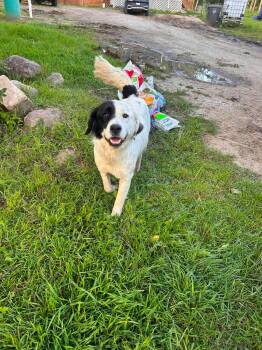 Snowball -  Saint Bernard Dog for Adoption in Edmonton, Alberta - Snowball | PetCurious