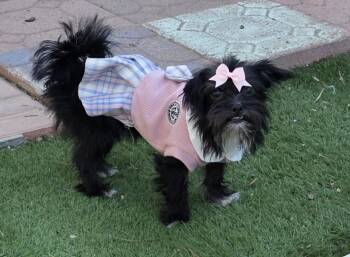 Cleo -  Affenpinscher Dog for Adoption in Fallbrook, California - Cleo | PetCurious