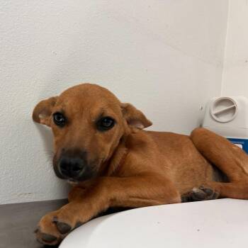 Shepherd Dogs Available for Adoption in Edinburg, Texas - Camila | PetCurious