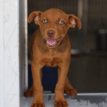 Multigrain Bread -  Mixed Breed Dog for Adoption in Bradenton, Florida - Multigrain Bread | PetCurious