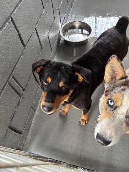 Rottweiler Dogs Available for Adoption in Edna, Texas - FOUND - Rottie Mix | PetCurious