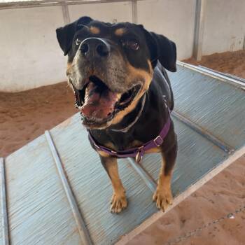 Rottweiler and Labrador Retriever Dogs Available for Adoption - Bailey | PetCurious