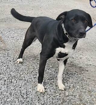 Lily Lab -  Labrador Retriever Dog Available for Adoption in Olney, Illinois - Lily Lab | PetCurious