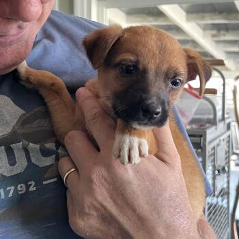 Barqs -  Mixed Breed Dog for Adoption in La Grange, Kentucky - Barqs | PetCurious