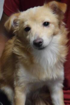 Skye ( Peanut) -  Spaniel and Pomeranian Dog for Adoption in Pahrump, Nevada - Skye ( Peanut) | PetCurious