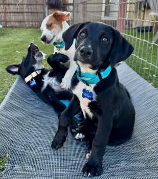 Allie May -  Border Collie and Australian Shepherd Dog for Adoption in Fort Worth, Texas - Allie May | PetCurious