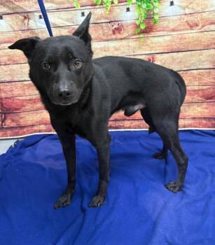AC-5345 "Shadow" -  Australian Kelpie Dog for Adoption in Conyers, Georgia - AC-5345 "Shadow" | PetCurious