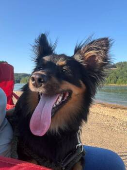 Jasper -  Australian Shepherd Dog for Adoption in Minneapolis, Minnesota - Jasper | PetCurious