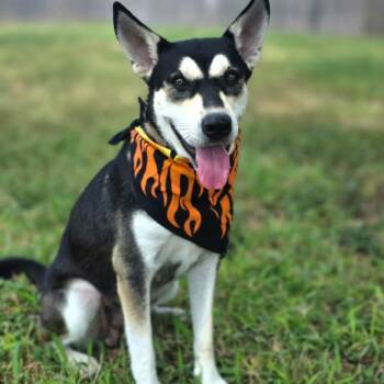 Athena -  Siberian Husky Dog for Adoption in Harlingen, Texas - Athena | PetCurious