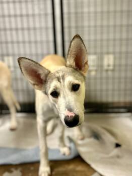 Rescue Shepherd and Mixed Breed Dogs for Adoption in Los Angeles, California - Dolce | PetCurious