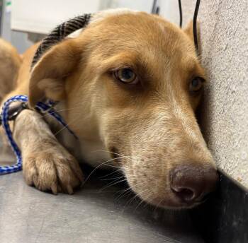 Australian Cattle Dog Blue Heeler and Border Collie Dogs Available for Adoption in Lockhart, Texas - Fiona | PetCurious