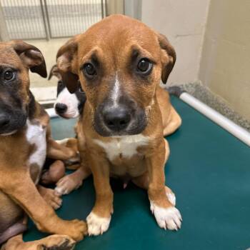 Hound and Boxer Dogs Available for Adoption in Manassas, Virginia - Peanut (ID 51697) | PetCurious
