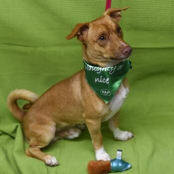 Odi -  Dachshund Dog for Adoption in Los Angeles, California - Odi | PetCurious
