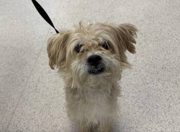 Mixed Breed Dogs Available for Adoption - Grizzly | PetCurious