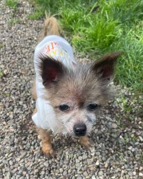 Nana -  Chihuahua and Terrier Dog for Adoption in Crescent City, California - Nana | PetCurious