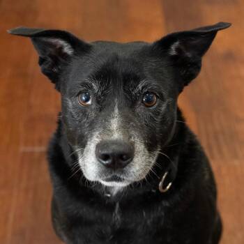 Mixed Breed Dogs Available for Adoption - Layla | PetCurious