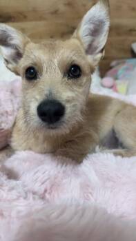 Terrier and Mixed Breed Dogs Available for Adoption - Holly B | PetCurious