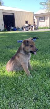 German Shepherd Dog Dogs Available for Adoption in Selah, Washington - Darla | PetCurious