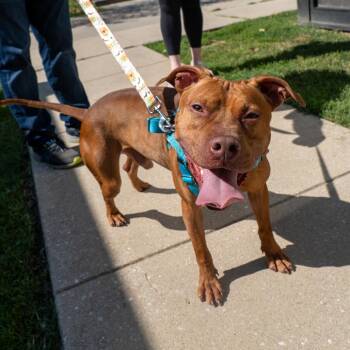 Oswald -  Pit Bull Terrier Dog for Adoption in Baltimore, Maryland - Oswald | PetCurious