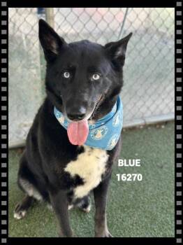 Shepherd and Siberian Husky Dogs Available for Adoption - Blue(854) | PetCurious
