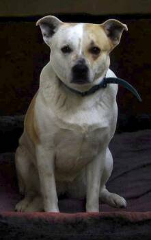 Mixed Breed Dogs Available for Adoption - Mabel | PetCurious