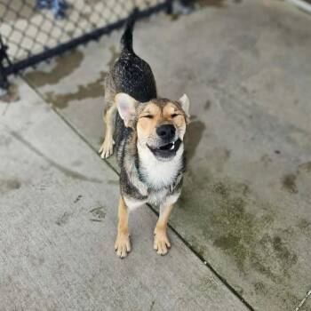 Zeon -  German Shepherd Dog and Mixed Breed Dog for Adoption in Monticello, Iowa - Zeon | PetCurious