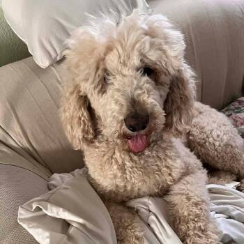 Poodle Dogs Available for Adoption - Landon | PetCurious