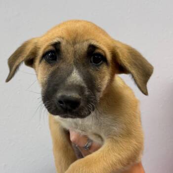 Fudge -  Shepherd Dog for Adoption in Idaho Falls, Idaho - Fudge | PetCurious