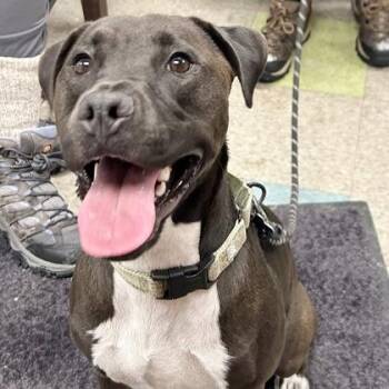 Rescue Mixed Breed Dogs for Adoption in Lansing, Michigan - Shawlo | PetCurious