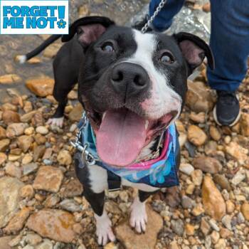 Lady Miss Kier -  Pit Bull Terrier Dog for Adoption in Baltimore, Maryland - Lady Miss Kier | PetCurious