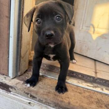 Pongo -  Retriever and Mixed Breed Dog for Adoption in Kansas City, Missouri - Pongo | PetCurious