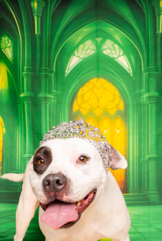 Rescue Mixed Breed Dogs for Adoption in Fort Worth, Texas - Daphne | PetCurious