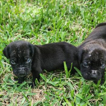 Boxer Dogs Available for Adoption in Dallas, Texas - Seamus | PetCurious