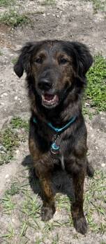 Rescue Labrador Retriever and Chesapeake Bay Retriever Dogs for Adoption in St. Augustine, Florida - Baloo | PetCurious