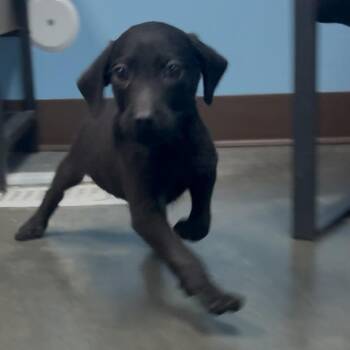 Jack -  Miniature Poodle and Mixed Breed Dog for Adoption in Idaho Falls, Idaho - Jack | PetCurious