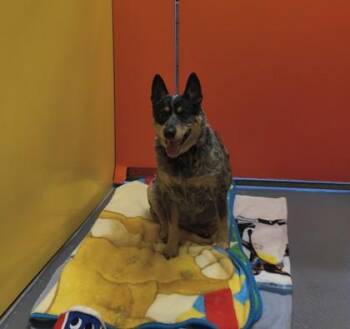 Alma -  Australian Cattle Dog Blue Heeler and Mixed Breed Dog for Adoption in Eugene, Oregon - Alma | PetCurious