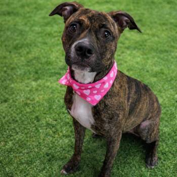 Mixed Breed Dogs Available for Adoption - Nova | PetCurious