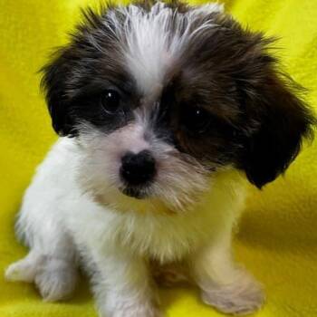 Belle -  Yorkshire Terrier and Shih Tzu Dog for Adoption - Belle | PetCurious
