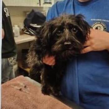 Mae -  Chihuahua and Yorkshire Terrier Dog for Adoption in Normal, Illinois - Mae | PetCurious