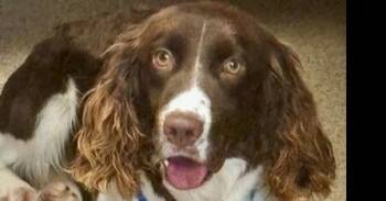 Spaniel Dogs Available for Adoption - Birdie | PetCurious