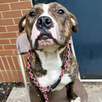 Gucci -  Pit Bull Terrier Dog for Adoption in Dayton, Ohio - Gucci | PetCurious