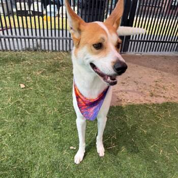Margot -  Retriever and Mixed Breed Dog for Adoption in San Antonio, Texas - Margot | PetCurious
