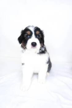 Wyndham -  Australian Shepherd Dog for Adoption in Bixby, Oklahoma - Wyndham | PetCurious