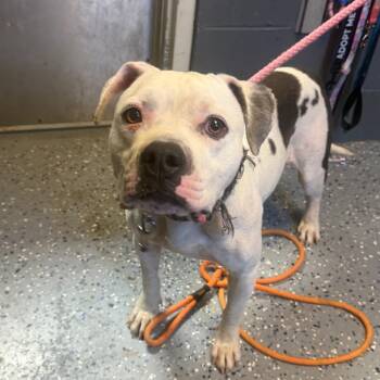 TUSC-Stray-85739 -  American Bulldog and Pit Bull Terrier Dog for Adoption in Tuscaloosa, Alabama - TUSC-Stray-85739 | PetCurious