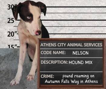 NELSON -  Hound and Mixed Breed Dog Available for Adoption in Athens, Alabama - NELSON | PetCurious