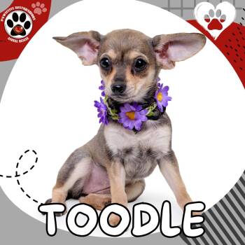 Chihuahua and Dachshund Dogs Available for Adoption in Foxfield, Colorado - TOODLE | PetCurious