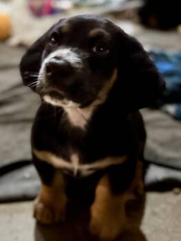 Rescue Basset Hound and Beagle Dogs for Adoption in Washington, Missouri - Guinness | PetCurious