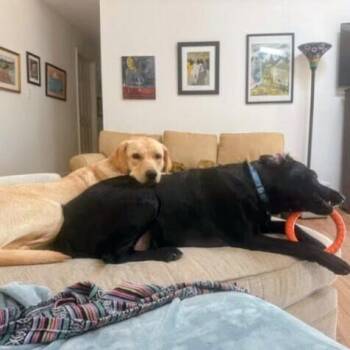 Niko -  Labrador Retriever Dog for Adoption in Louisville, Kentucky - Niko | PetCurious