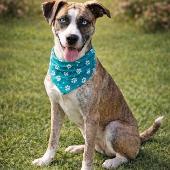 Dixie -  Catahoula Leopard Dog and Mixed Breed Dog for Adoption in Hagerstown, Maryland - Dixie | PetCurious